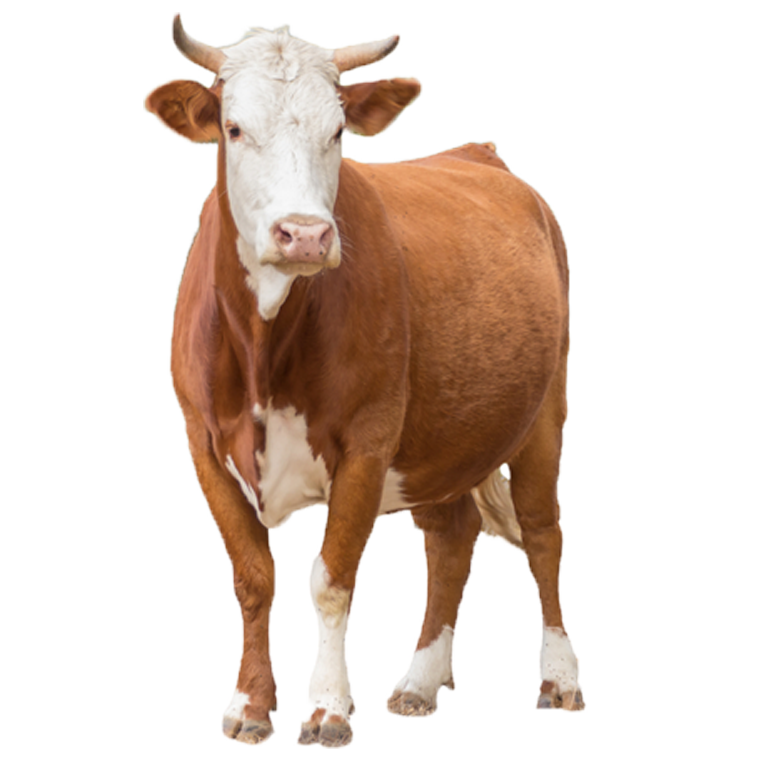 Lembu